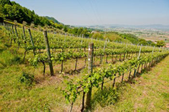 Fattoria Eolia 3 Fattoria Eolia 3