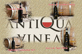 Antiqua Vinea 3 Antiqua Vinea 3