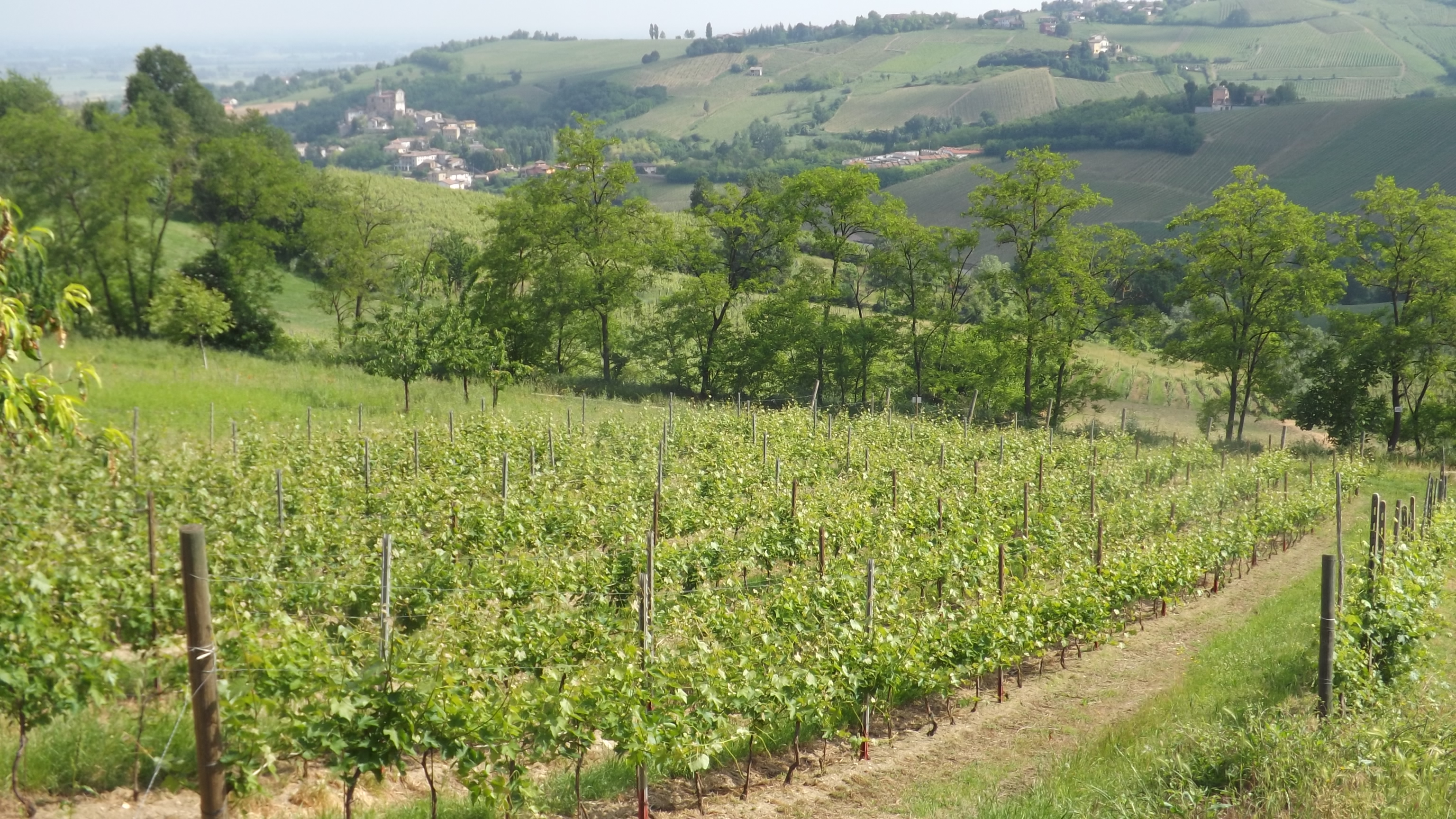 Azienda Agricola Fratelli Ferrari