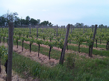 Azienda Agricola Corani 3