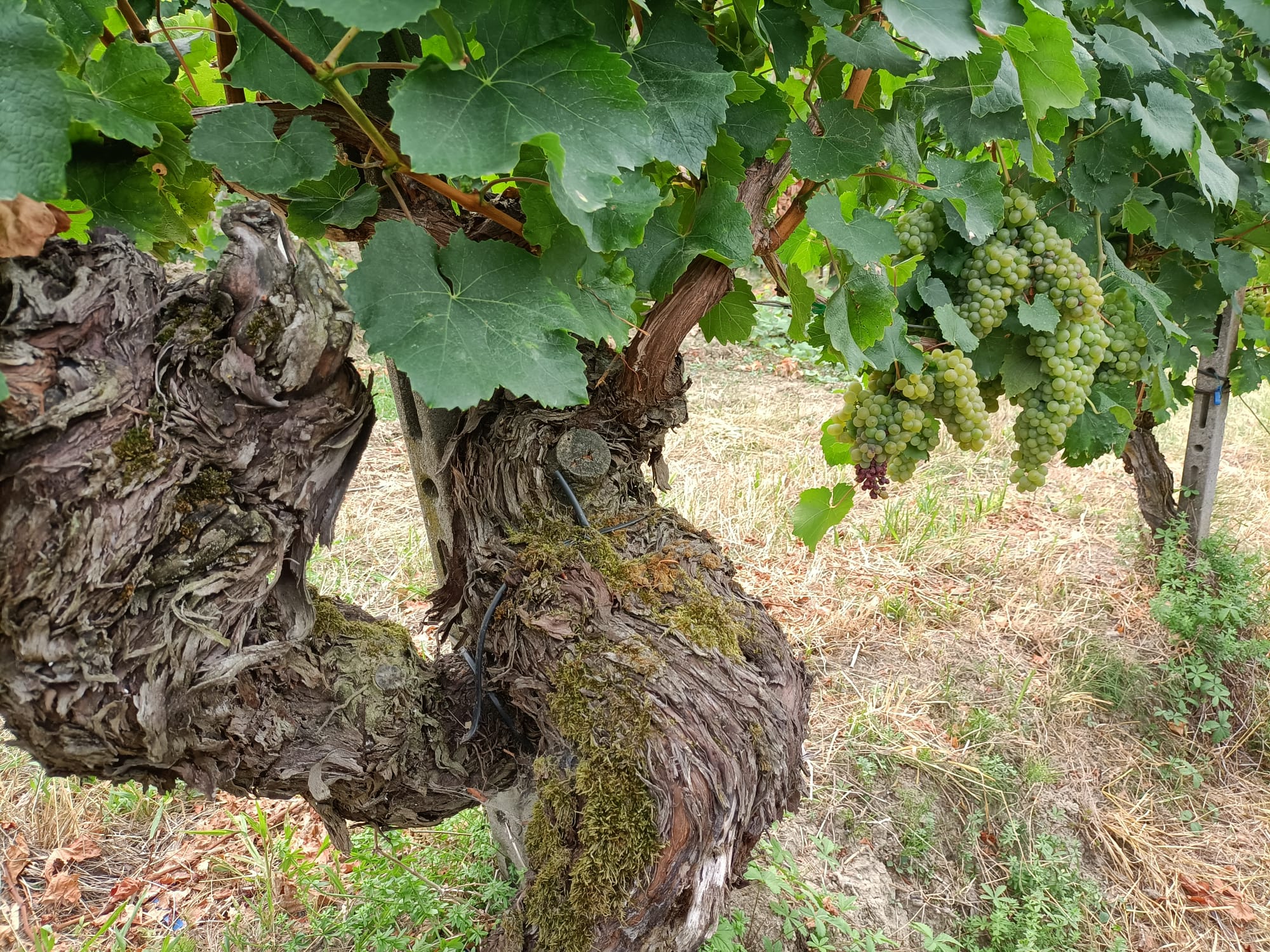 Azienda Agricola Loschi Enrico 3 Azienda Agricola Loschi Enrico 3