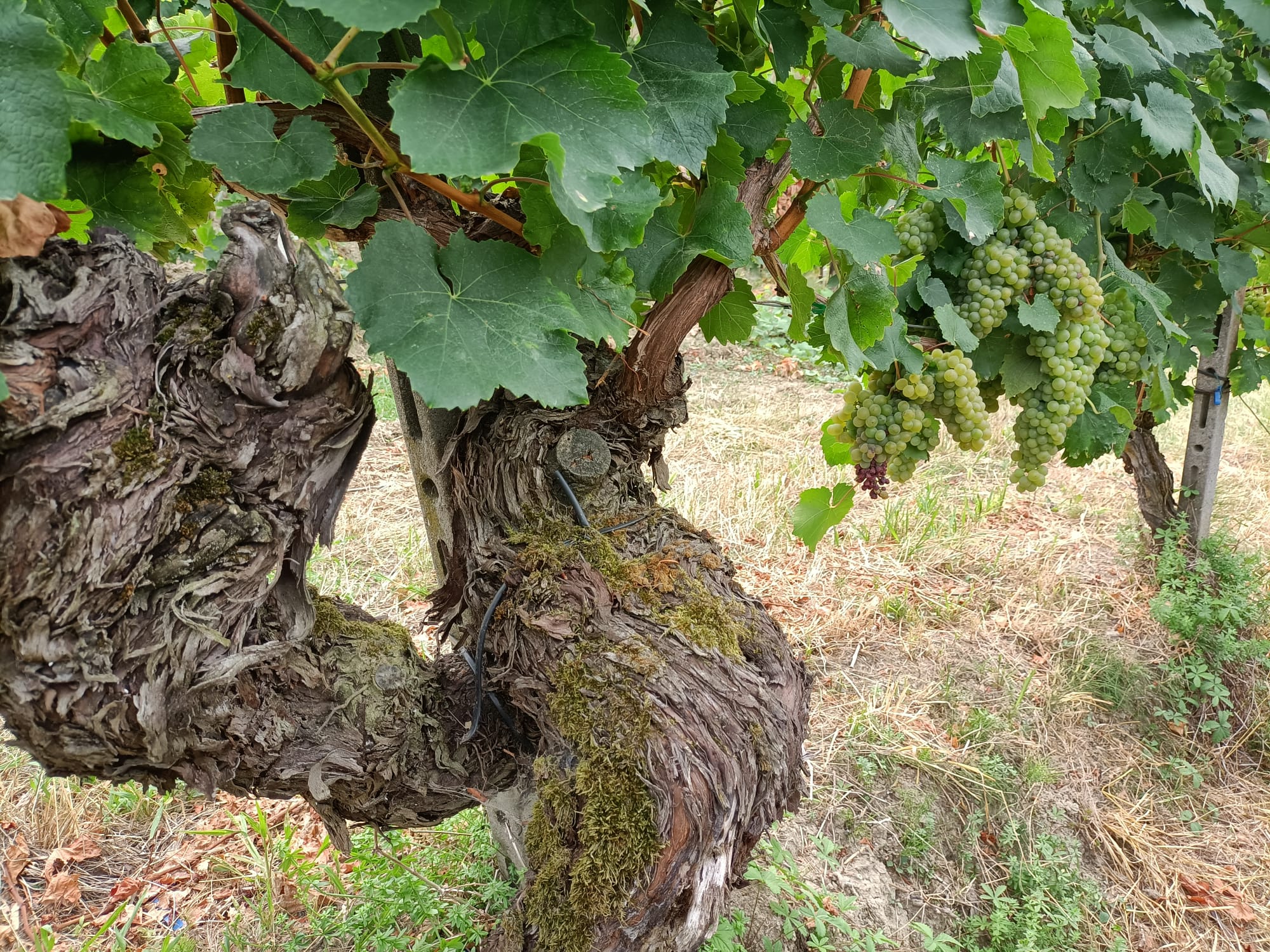 Azienda Agricola Loschi Enrico 3