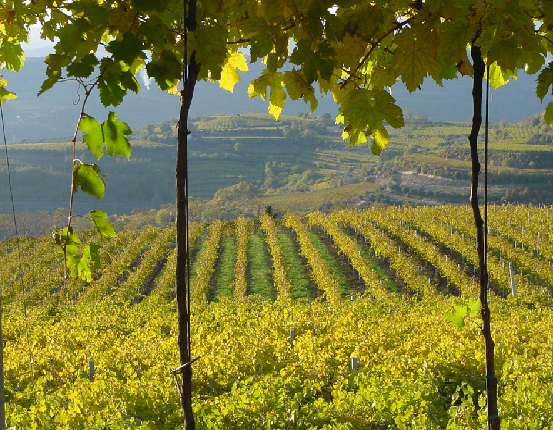 Vini Casarotto 2 Vini Casarotto 2