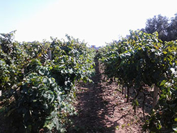 Azienda Alba Nera 2 Azienda Alba Nera 2