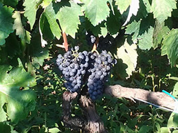 Azienda Alba Nera 3 Azienda Alba Nera 3