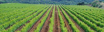 Cantine Cifarelli 3 Cantine Cifarelli 3