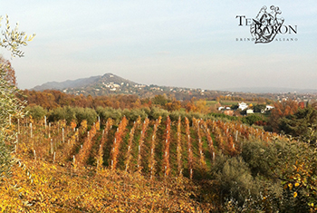 Tenuta Baron