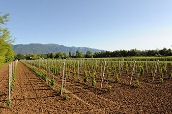 Sancolodi Vini & Spumanti
