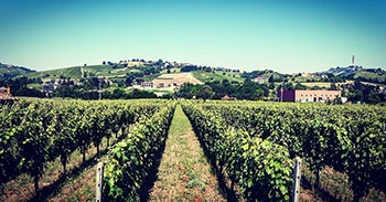 Colle del Bricco Wines