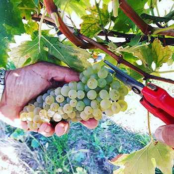Colle del Bricco Wines