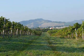 Az. Agr. Bonfiglio