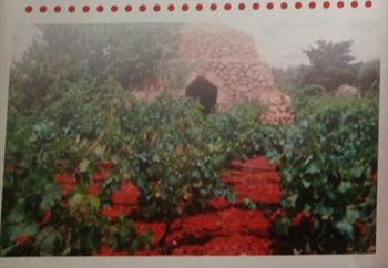 Tenuta Marene